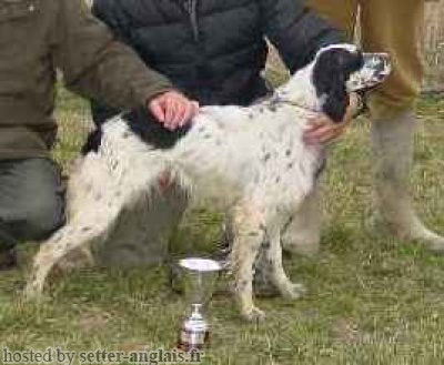 Setter Anglais ASIA DI VALPANARO Setter Anglais ASIA DI VALPANARO